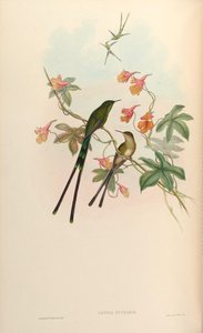 Lesbia eucharis